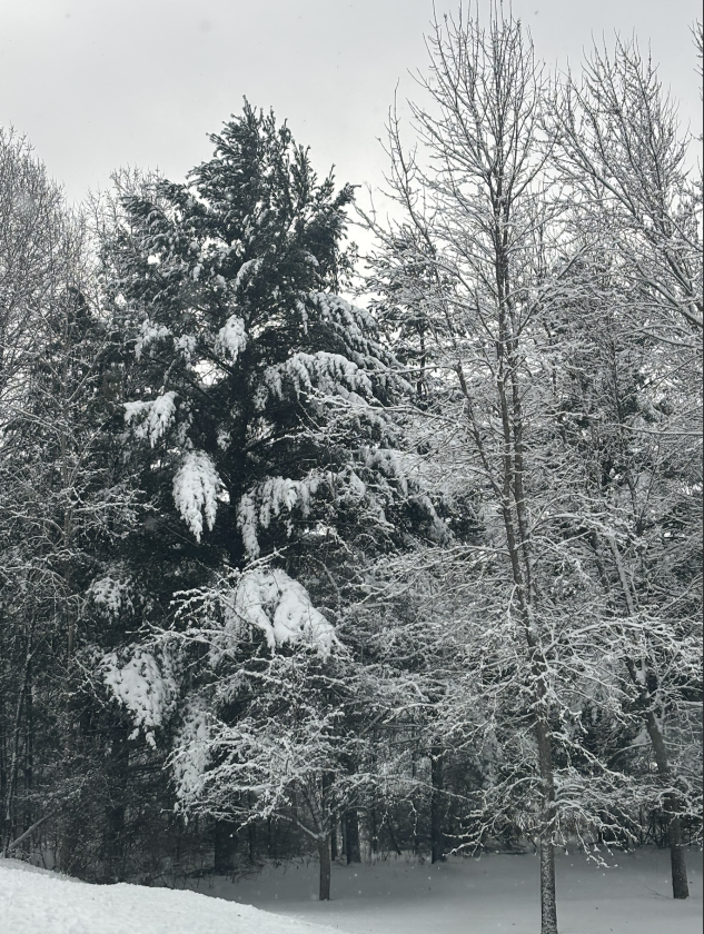 NORTHWOODS RECEIVES FIRST TRUE BLAST OF WINTER LEAVING SOME WITHOUT POWER, ROADS COVERED AND SLICK